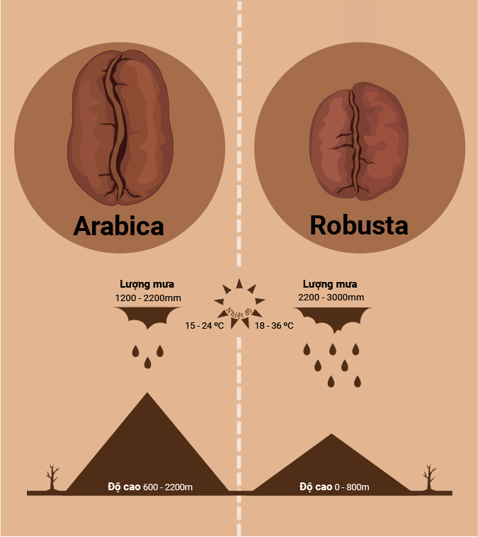 So sánh giữa Arabica và Robusta