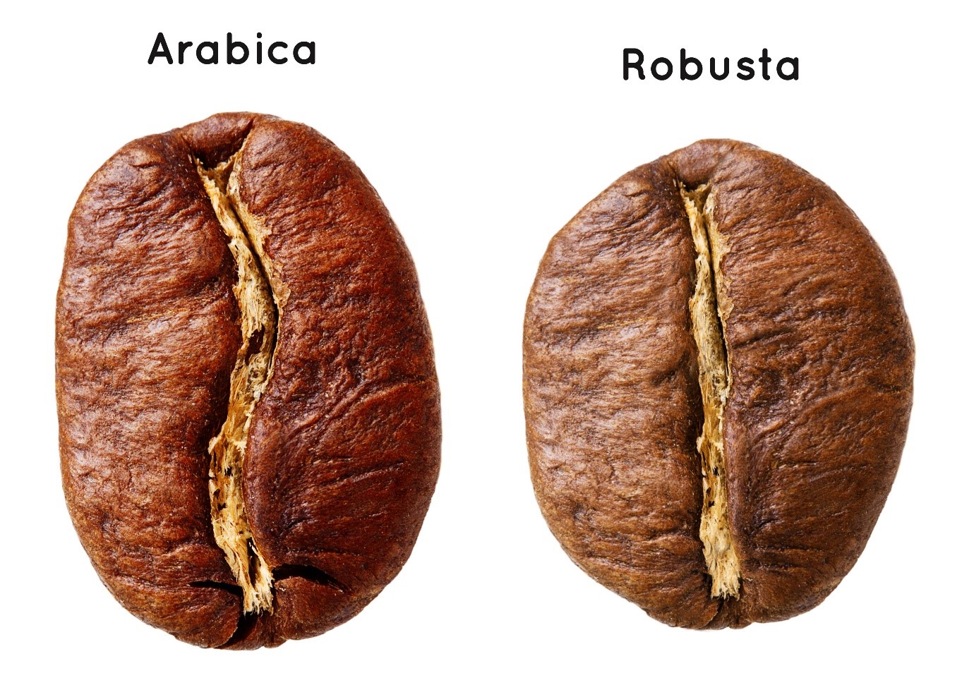 Dựa vào hình dáng hạt để phân biệt cà phê Arabica và Robusta