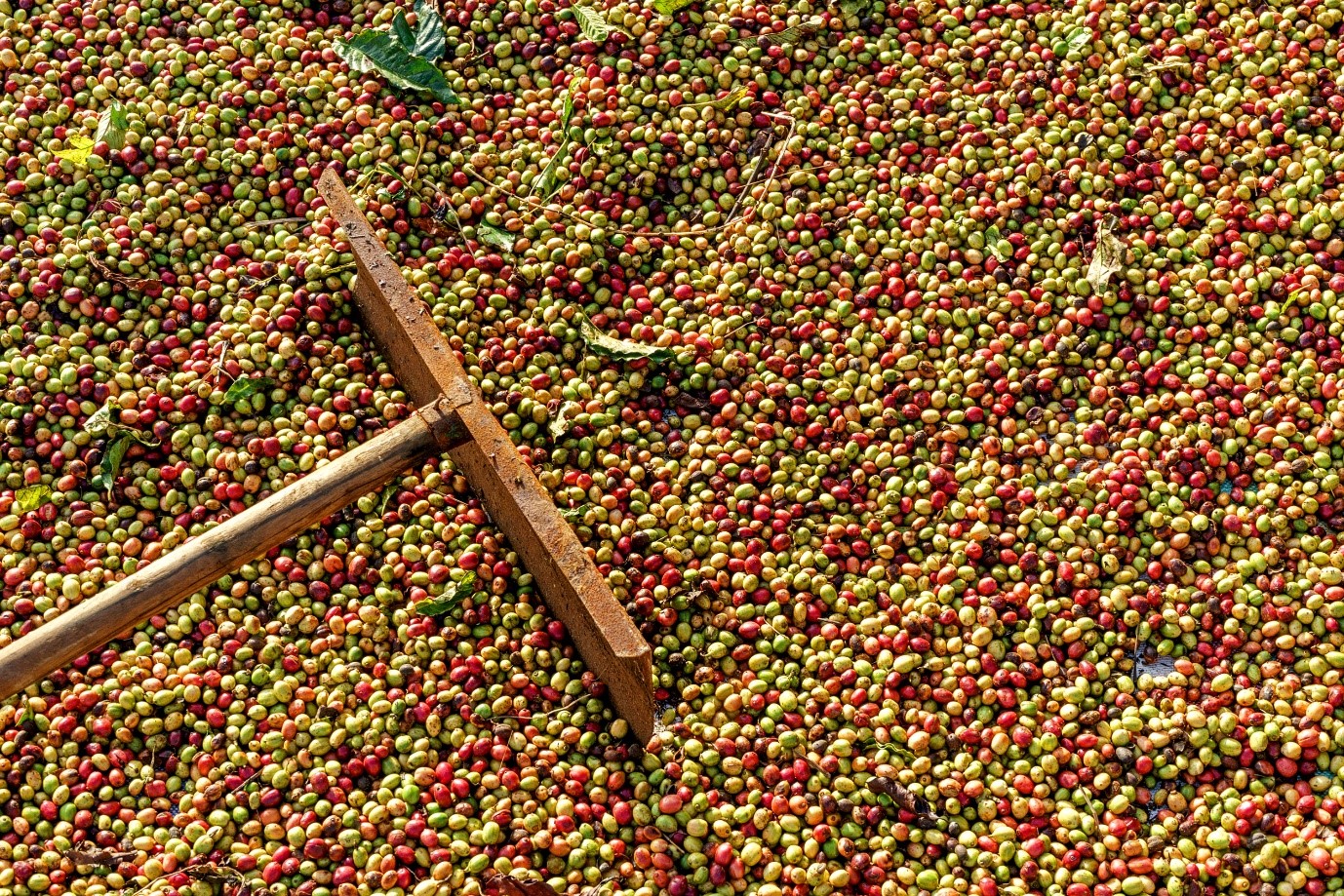 Việt Nam trở thành nước sản xuất cà phê hàng đầu ở Đông Nam Á và thứ hai trên thế giới