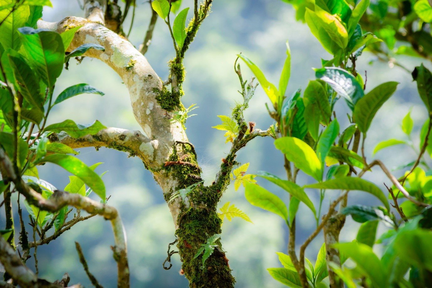 Trà Shan tuyết cổ thụ - hương vị đặc sản vùng núi cao