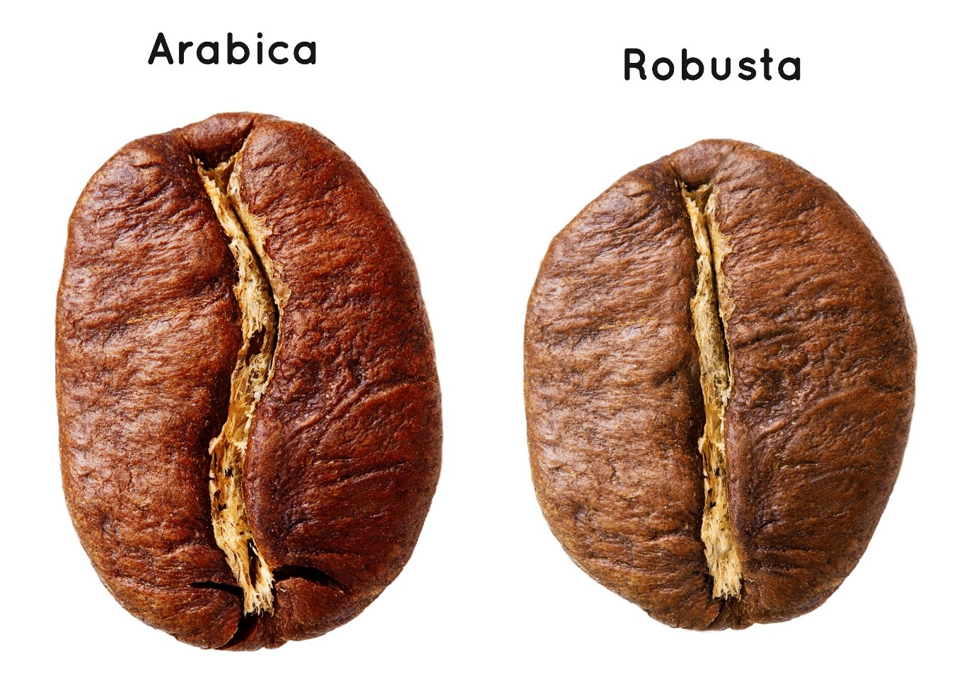 Cách phân biệt cà phê Arabica và Robusta
