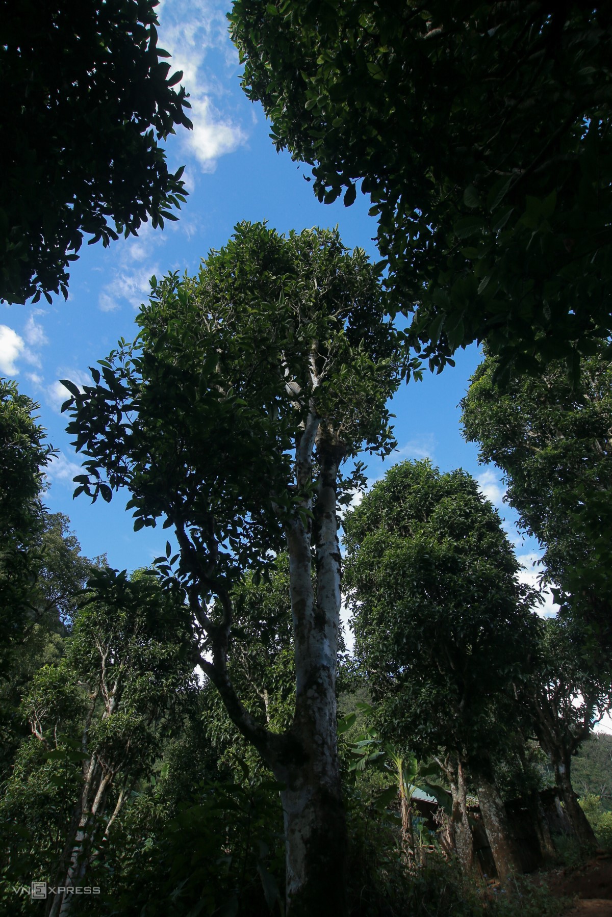 Những cây trà Shan tuyết cổ thụ to lớn có tuổi thọ trăm năm